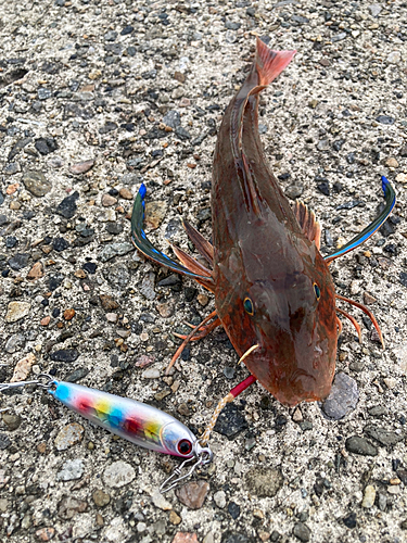 ホウボウの釣果