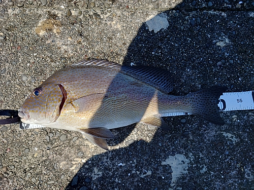 コロダイの釣果