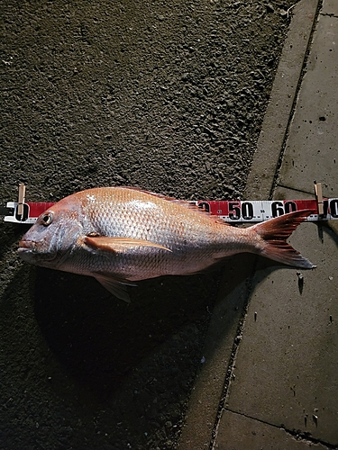 マダイの釣果