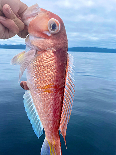 アマダイの釣果