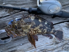 アラカブの釣果