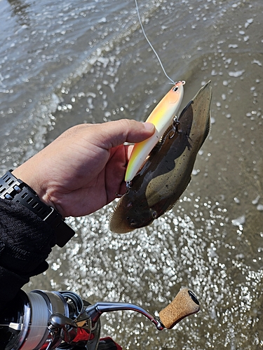 シタビラメの釣果