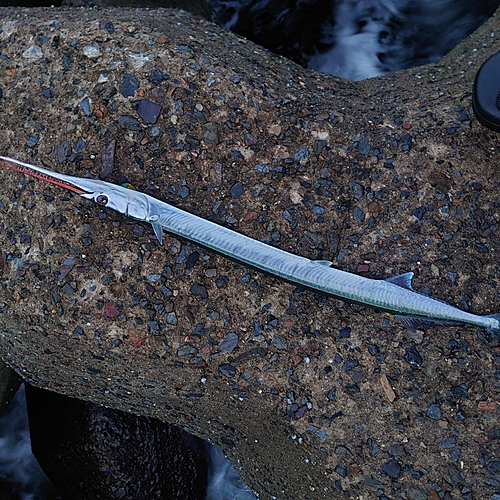 ダツの釣果