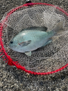 クチブトグレの釣果