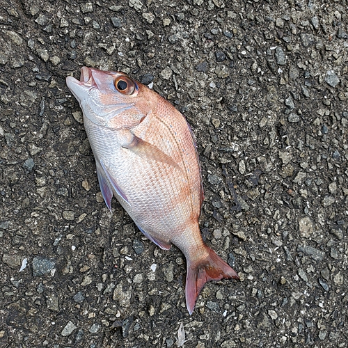 チャリコの釣果