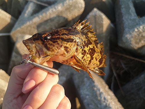 タケノコメバルの釣果