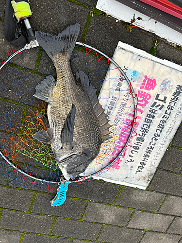 チヌの釣果