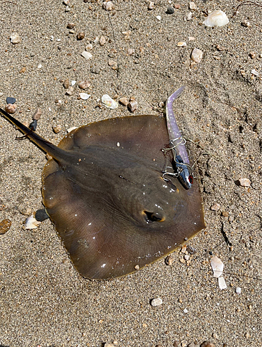 アカエイの釣果