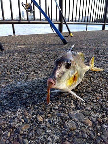 ギマの釣果