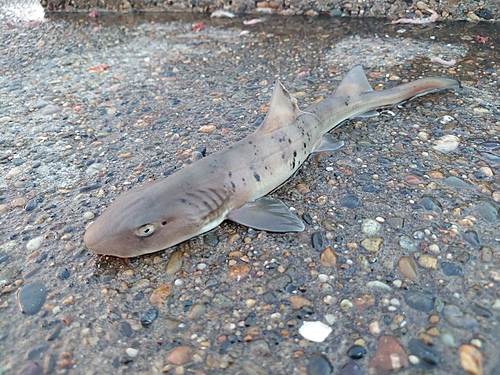 サメの釣果