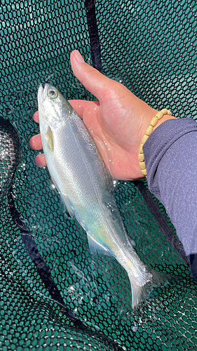 ヒメマスの釣果