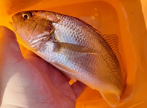 イシモチの釣果