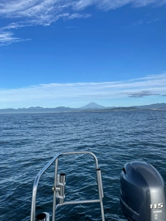 オオモンハタの釣果