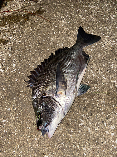 クロダイの釣果