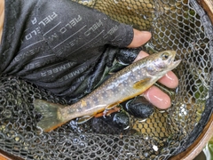 イワナの釣果