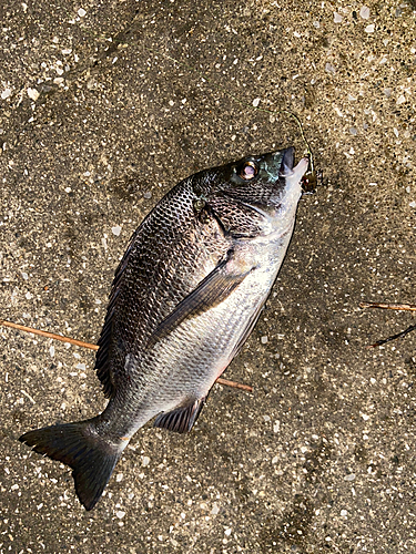 クロダイの釣果