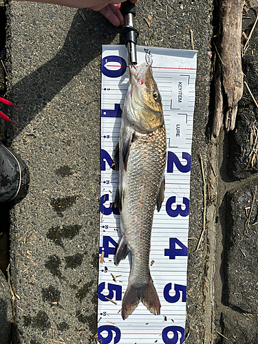 ニゴイの釣果