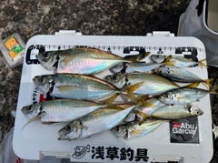 アジの釣果