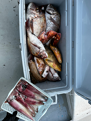 マダイの釣果