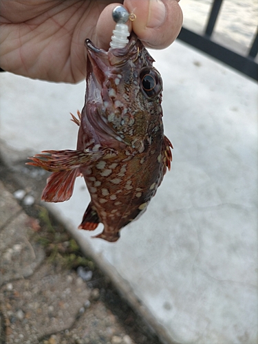 ガシラの釣果