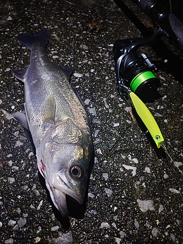 シーバスの釣果