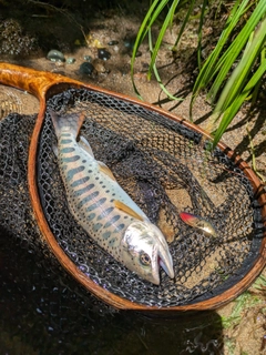 ヤマメの釣果