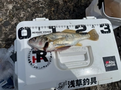 イシモチの釣果