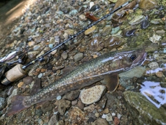 イワナの釣果