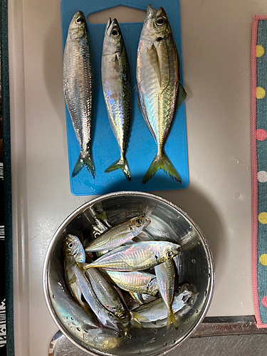 アジの釣果