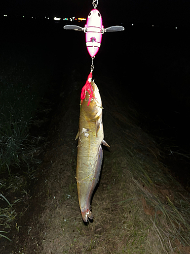 ナマズの釣果