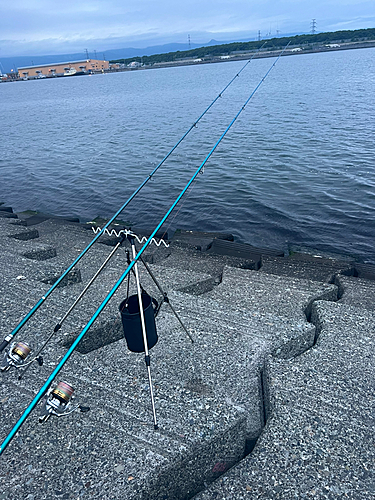 シャコの釣果