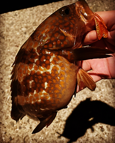 アコウの釣果