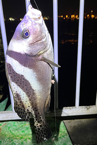 コショウダイの釣果