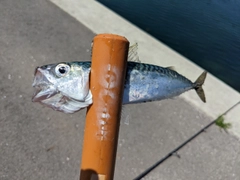 サバの釣果