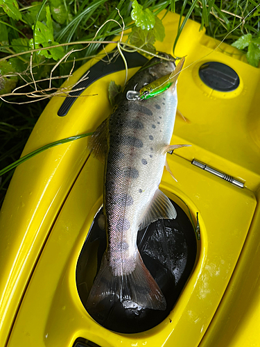 ヤマメの釣果