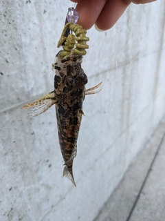 アナハゼの釣果