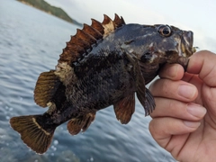 ムラソイの釣果