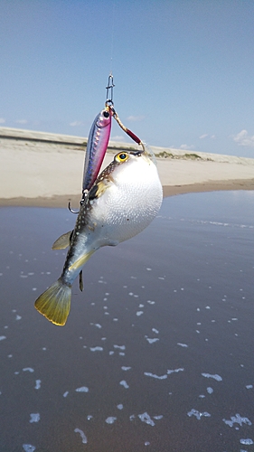 クサフグの釣果