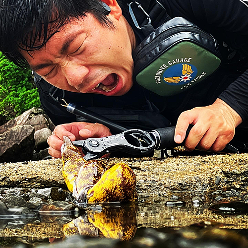 ウツボの釣果