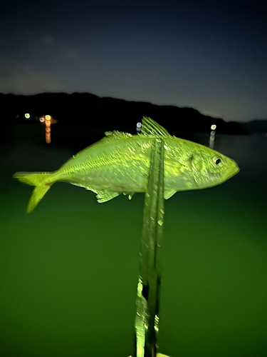 マアジの釣果