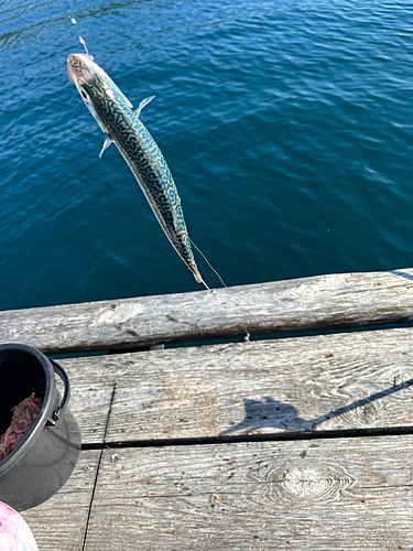 サバの釣果