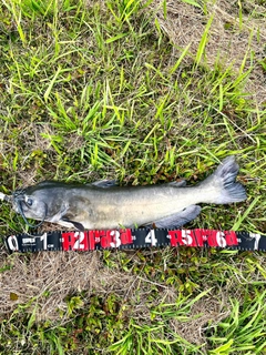 アメリカンキャットフィッシュの釣果