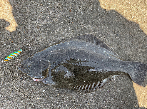 ヒラメの釣果