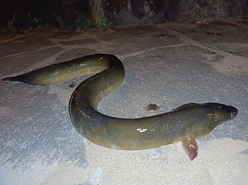 ウナギの釣果