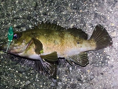 メバルの釣果