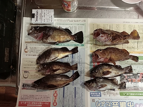 メバルの釣果