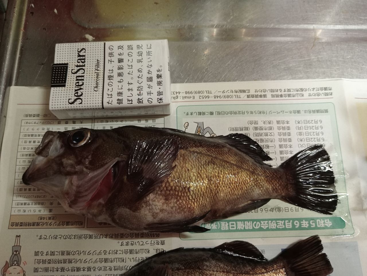 メバル