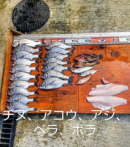 チヌの釣果