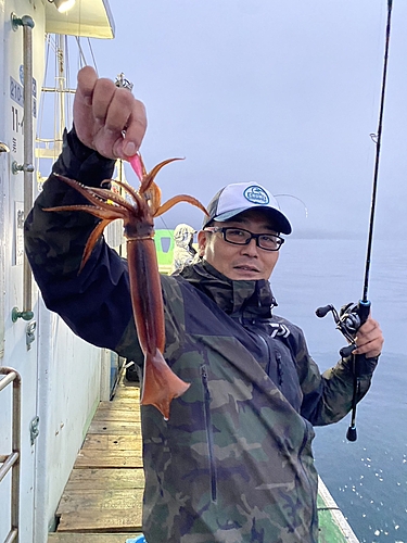 スルメイカの釣果