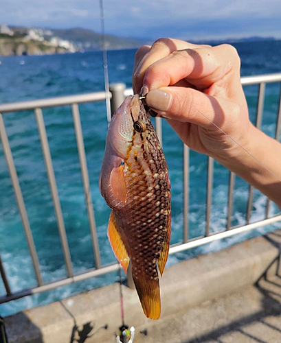 アカササノハベラの釣果